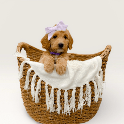 Goldendoodle Puppies